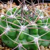 Gymnocalycium_hybopleureum